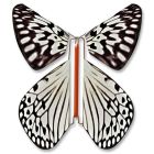 Leuconoe Magic Flyer Butterfly