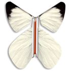 Large White Magic Flyer Butterfly