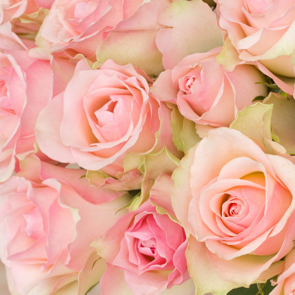 Bouquet of Pink Roses as Colour Inspiration